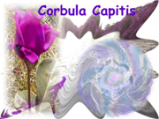 corbula_capitis